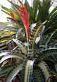 Aechmea Chantinii